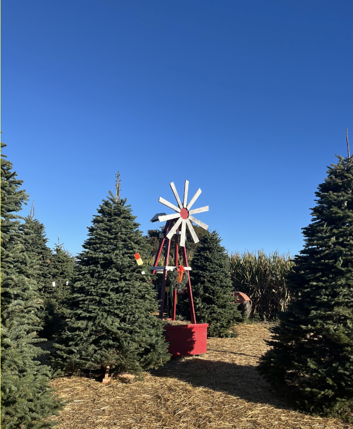 Visit Lane Farms Christmas patch to find the perfect tree for all your holiday needs.
Image courtesy: Autumn Richardson
