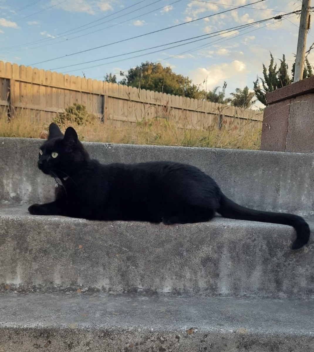 SBHS Sophomore Diego Loeza’s short-haired black cat Aaron Purr
Image courtesy of Diego Loeza
